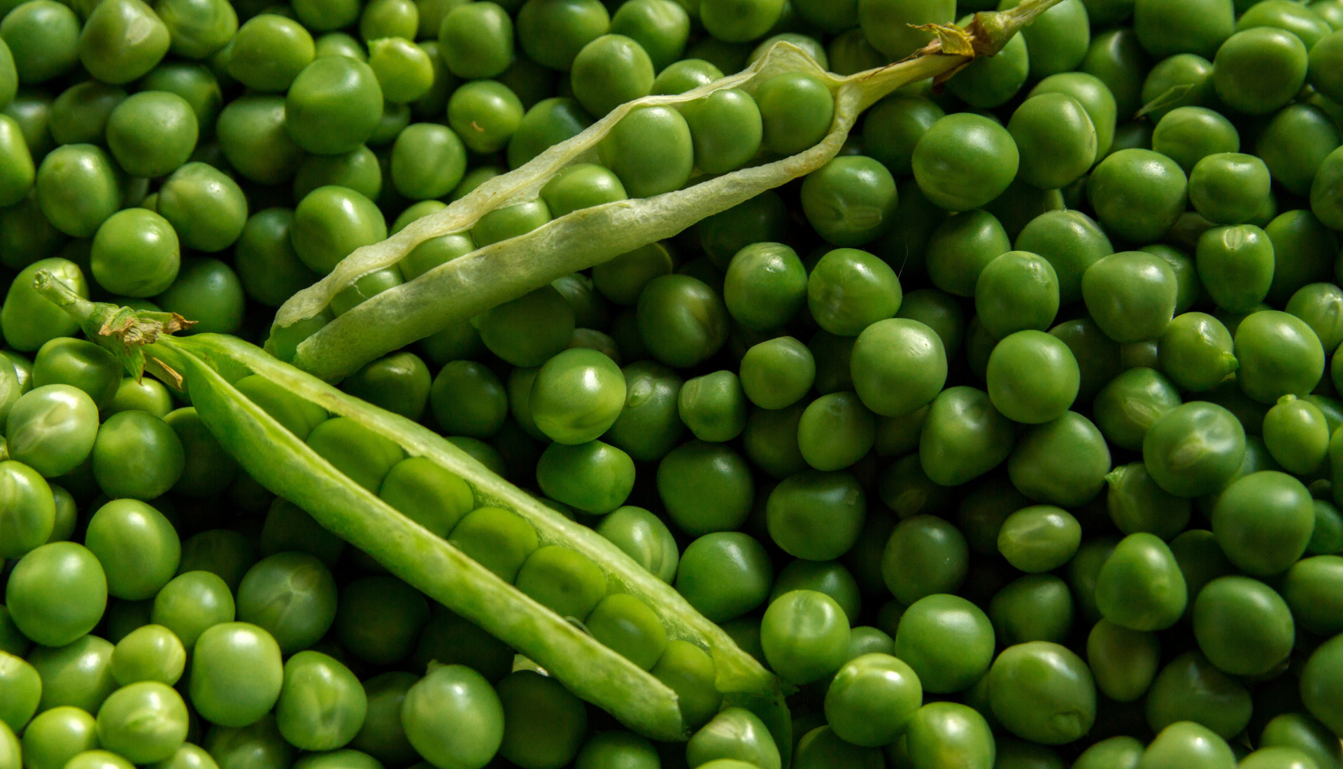 Bean